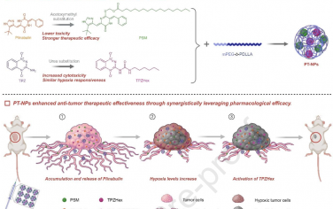 Biomaterials：共递送普那布林和替拉扎明可通过同时破坏肿瘤血管和杀死肿瘤细胞增强抗肿瘤疗效