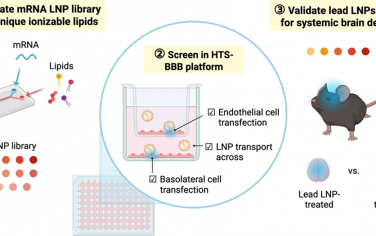 Nano Lett：预测性高通量平台用于mRNA脂质纳米颗粒血脑屏障转染和穿越的双重筛选