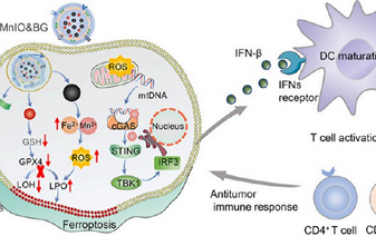 Nano Lett：具有双重稳态破坏性能的多功能外泌体可促进铁死亡以增强cGAS-STING介导的肿瘤免疫治疗