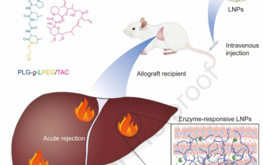 Biomaterials：免疫抑制的酶响应性纳米颗粒用于增强在肝移植中的积累以克服急性排斥反应