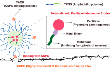 Nano Lett：长效性异质二聚体紫杉醇-艾地苯醌前药基纳米药物用于促进脊髓损伤后的功能恢复