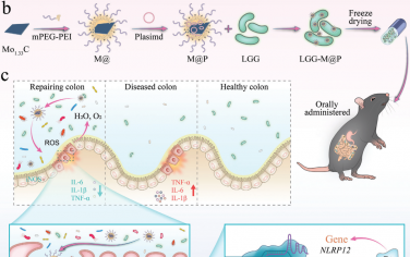Adv. Mater：益生菌双酶级联修复系统可编辑炎症微环境以促进炎症性肠病的益生菌治疗