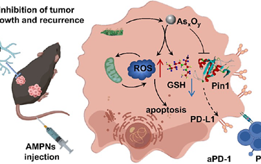 JACS：价态变化MnO2包覆的砷烯纳米片可作为Pin1抑制剂以用于肝细胞癌治疗