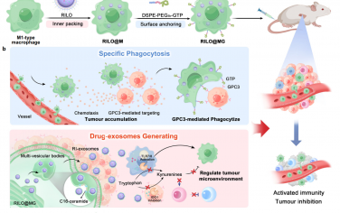 Nat. Commun：递送载药外泌体的glypican-3靶向巨噬细胞可在小鼠实体瘤模型中实现有效的细胞治疗