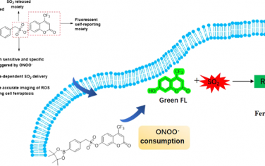 Anal. Chem：ONOO-激活的荧光二氧化硫供体用于更准确地评估细胞铁死亡