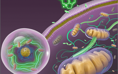 ACS Nano：荧光纳米电缆作为生物医学工具：由天然产物形成的细胞内自组装连接和同步线粒体