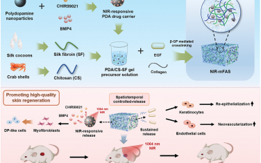 AFM：NIR响应型多功能人工皮肤用于再生创伤愈合
