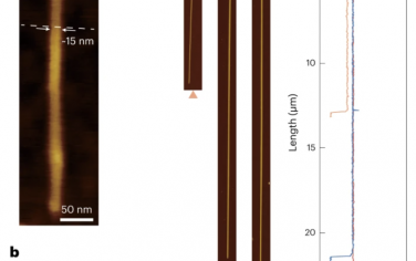 Nature Materials：单晶黑磷纳米带的种子生长