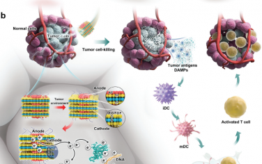 Adv. Mater：纳米原电池可在肿瘤中释放高活性电子以有效消除肿瘤