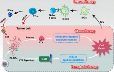 ACS Nano：紫杉醇前药可消耗谷胱甘肽以增强癌症治疗