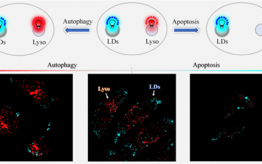  Anal. Chem：利用单荧光探针实现对脂滴和溶酶体的双通道成像以及对自噬和凋亡的区分