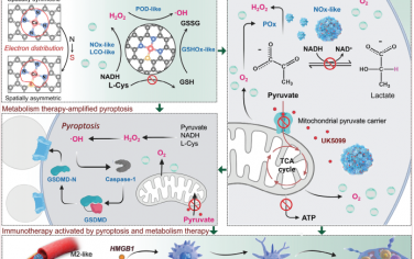 Adv. Mater：程序化靶向丙酮酸代谢疗法增强单原子纳米酶激活的焦亡以实现肿瘤免疫治疗