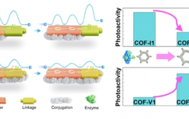 JACS：共价有机框架中键和连接子的协同匹配主导光酶 CO2 还原