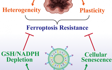 ACS Nano：靶向脂质体可通过诱导衰老和辅酶耗竭使可塑性黑色素瘤对铁死亡敏感