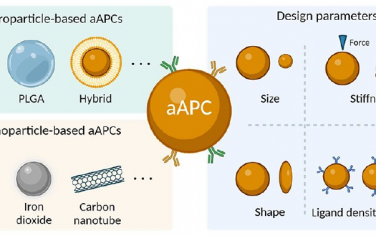 ACS Nano综述：可实现T细胞活化的颗粒型人工抗原呈递细胞系统用于过继性T细胞疗法