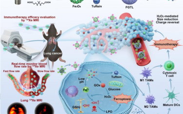Angew：通过129Xe MRI监测ROS响应型Fe3O4基纳米颗粒介导的铁死亡和免疫治疗