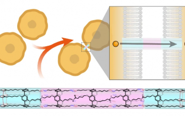 复旦大学Nature Chem：构筑人工间隙结构实现细胞间的信号和物质传输
