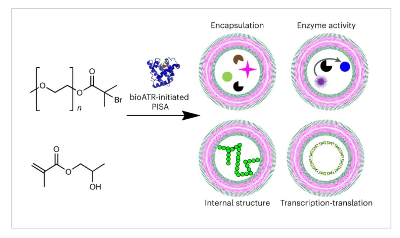 Nature Chemistry：生物催化聚合诱导自组装合成人工细胞.jpg